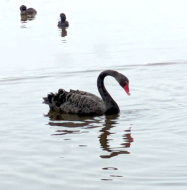 Slimbridge March 2026 - Luca's black swan