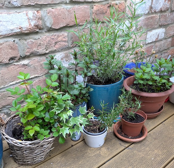 Back yard plants - heart smile for newsletter