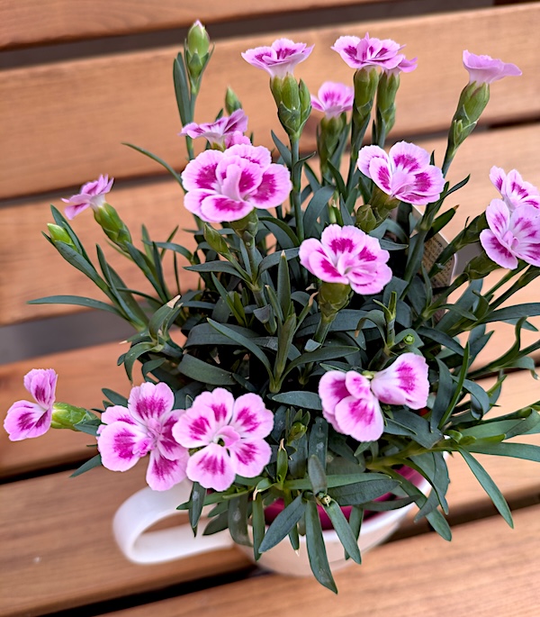 Pink kisses for newsletter