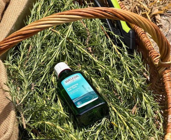 Rosemary hair tonic for newsletter