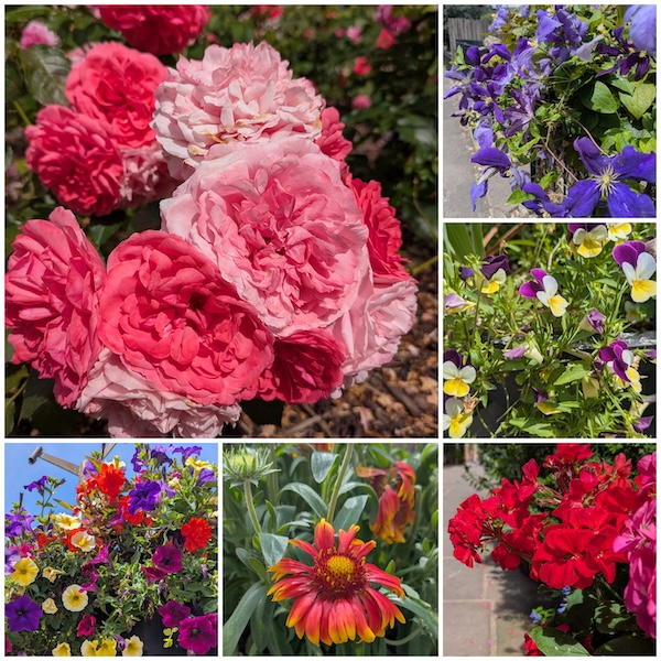 June flowers