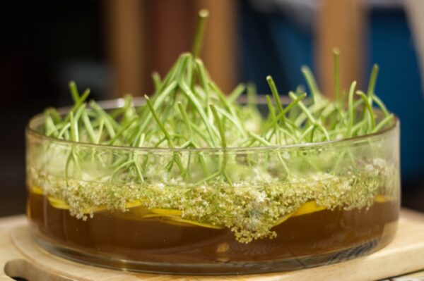 Elderflower cordial for newsletter